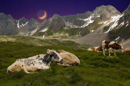 Panoramic view of an alpine pasture at night with moonの写真素材