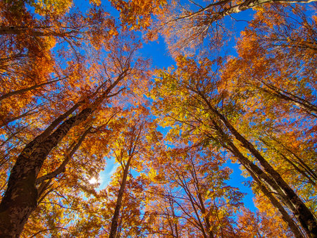 Bright golden beech leaves against the blue sky on a sunny autumn day. Autumn background