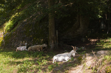 Portrait of a group of goats resting on a green meadow in the Piedmont alps Italyの写真素材