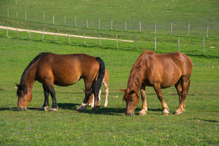 A herd of horses is grazing in an Apennines meadow. Horses eat grass