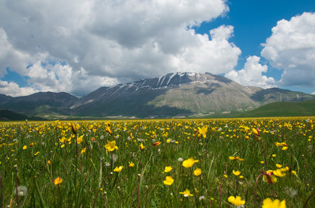 Panoramic view of beautiful field with wild yellow flowers in the spring seasonの写真素材
