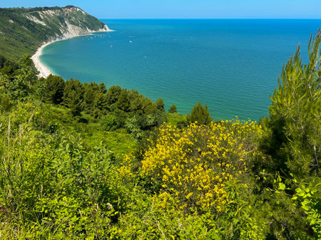 View of flowering broom over Mezzavalle beach, Riviera del Conero, Italyの写真素材