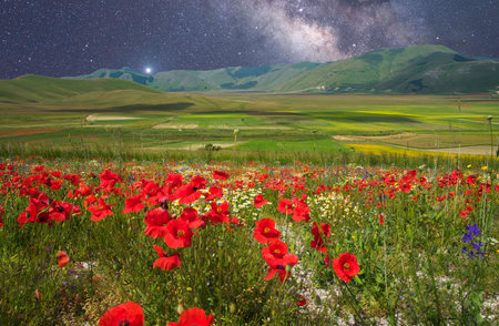Starry view of Pian Grande with the wild flowering in June 2023, Umbria region, Italyの写真素材