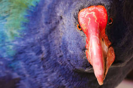 Close-up of Takahe, endemic New Zealand birdの写真素材