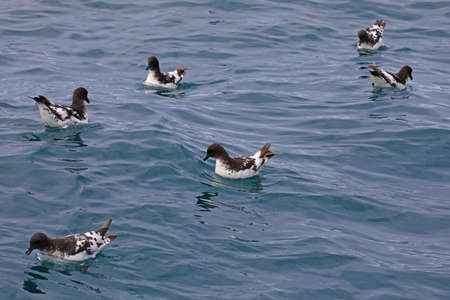 Cape petrels off the coast of New Zealandの写真素材