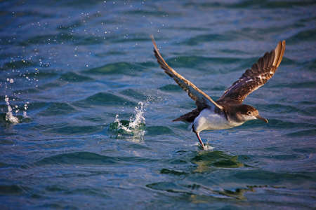 Fluttering shearwater taking off, New Zealandの写真素材