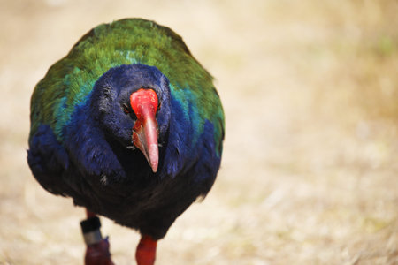 Takahe walking towards the camera, New Zealand