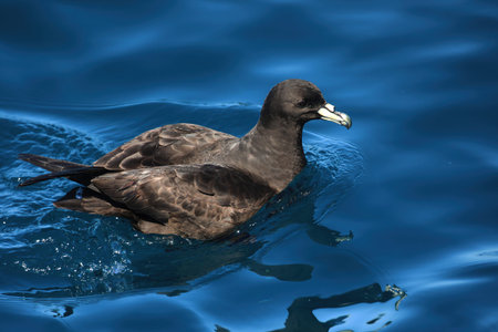 Westland petrel, marine bird in water, New Zealand