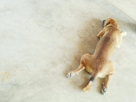 The dog sleeps comfortably の素材