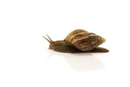 snail isolated on white backgroundの写真素材
