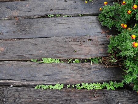 Wood pathway in the garden with tiny treeの写真素材