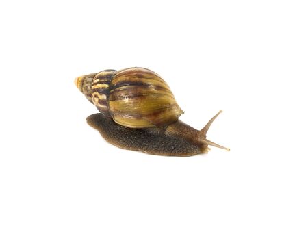 snail isolated on white backgroundの写真素材