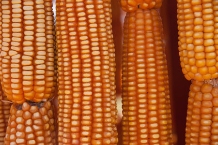 Yellow dried corn bundle texture background