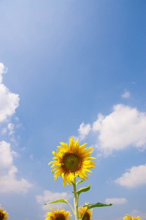Isolated sunflower against a blue skyの写真素材