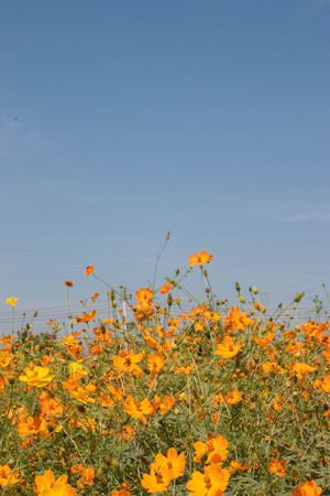 Yellow Cosmos flower and blue skyの写真素材