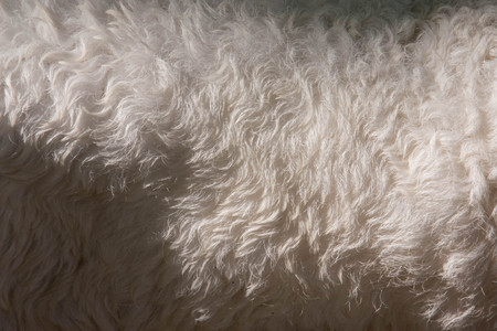 White and brown wool sheep fur texture as backgroundの写真素材