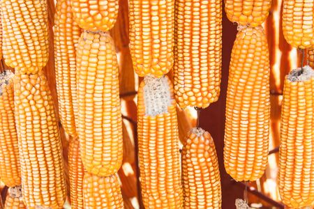 Yellow dried corn bundle texture backgroundの写真素材