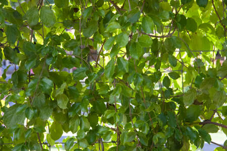 Green leaves wall background textureの写真素材