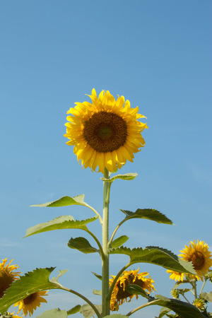 Sunflower in full bloom in field of sunflowers on a sunny dayの写真素材