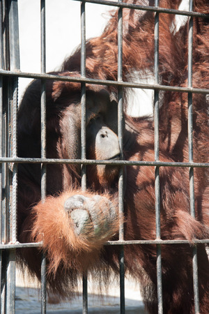Orangutan hand waiting for feedingの写真素材