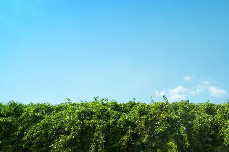 Green leaves on background of blue skyの写真素材