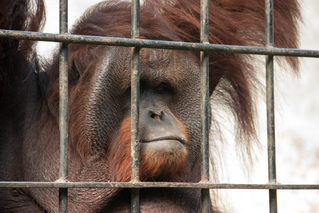 Female orangutan in animal cage feeling sad.の写真素材