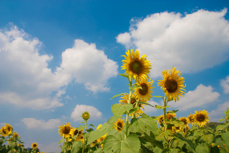 sunflowers in the field with bright blue skyの写真素材