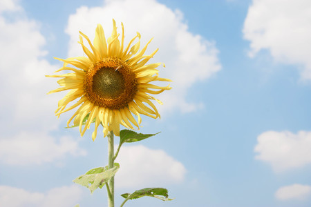 Isolated sunflower against a blue skyの写真素材