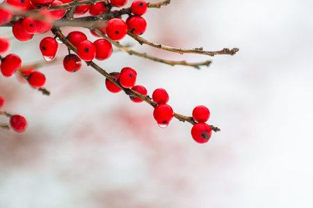 Red berries Rowan seen on a Winter Day in Connecticut USA