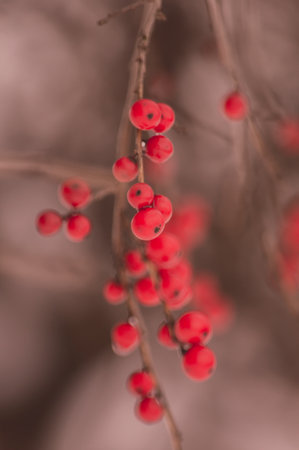 Red berries Rowan seen on a Winter Day in Connecticut USAの写真素材