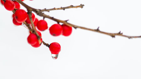 Red berries Rowan seen on a Winter Day in Connecticut USA