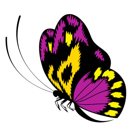 Tropical butterfly are isolated on a white background.vectorのイラスト素材