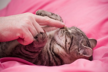 Human hand pets a Scottish-straight gray beautiful catの写真素材