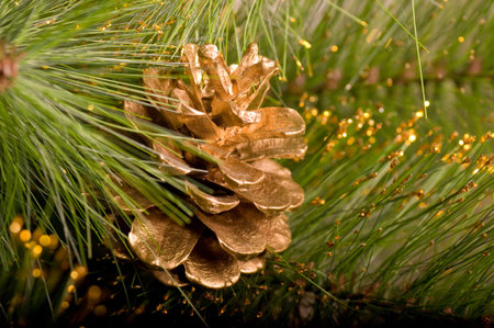 Beautiful color Christmas pine cone on green branches