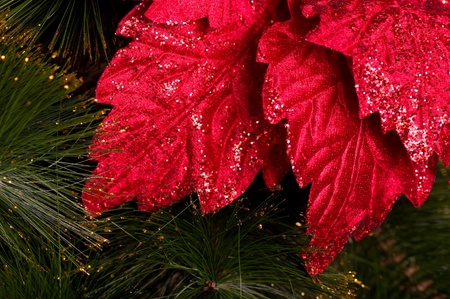 Christmas red flower on green treeの写真素材