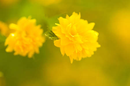 Beautiful flowers macro in gardenの写真素材