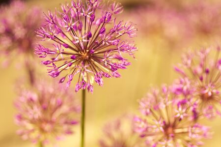 Beautiful flowers macro in gardenの写真素材