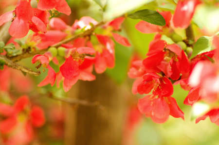 Beautiful flowers macro in gardenの写真素材