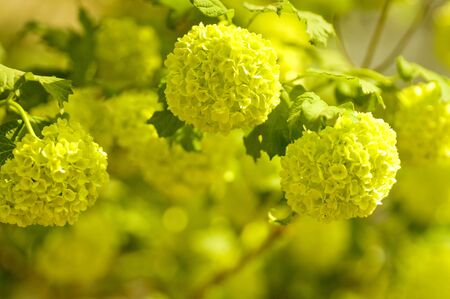 Beautiful flowers macro in gardenの写真素材