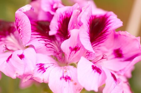Beautiful flowers macro in gardenの写真素材