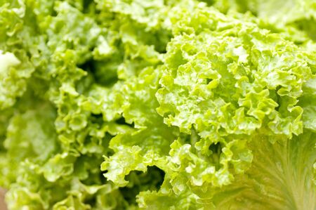 Lettuce saladの写真素材