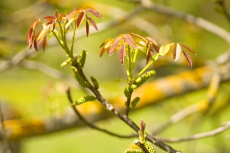 Young spring leavesの写真素材