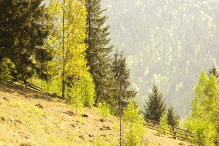 Spring field  Green landscapeの写真素材