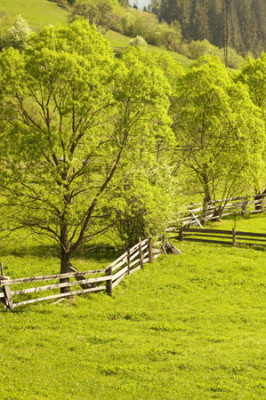 Spring field  Green landscapeの写真素材