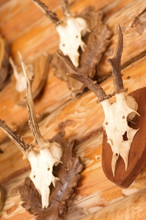 Deer head trophy collectionの写真素材