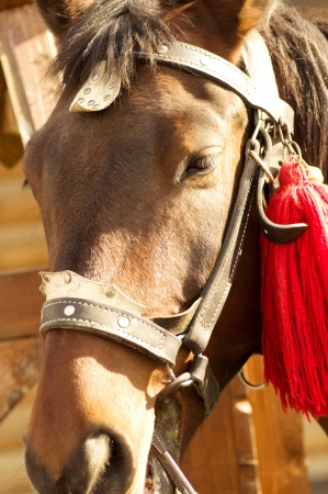 A portrait of red horseの写真素材