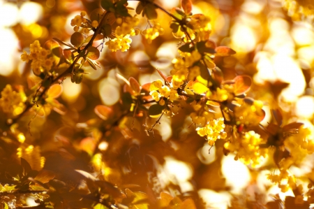 Beautiful flowers macro in gardenの写真素材