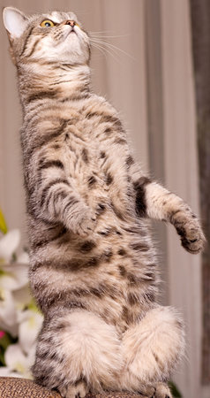 Scottish-straight gray beautiful cat