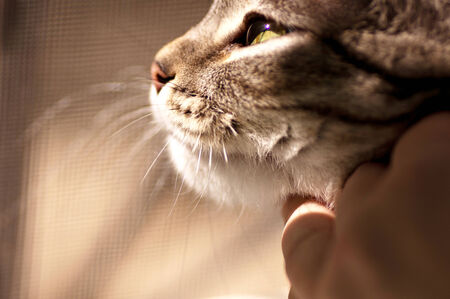 Scottish-straight gray beautiful catの写真素材