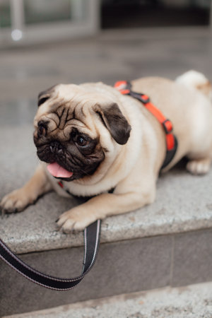 Portrait of Beautiful male Pug puppy dog in front of the sunny background. close upの写真素材